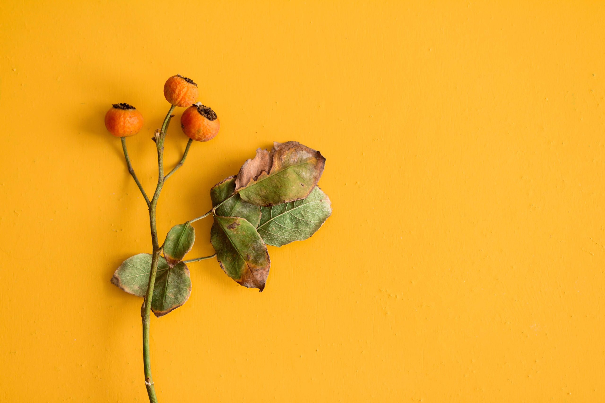 dried flowers on the wall