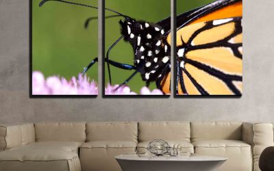 5 Butterfly Home Decor Facts