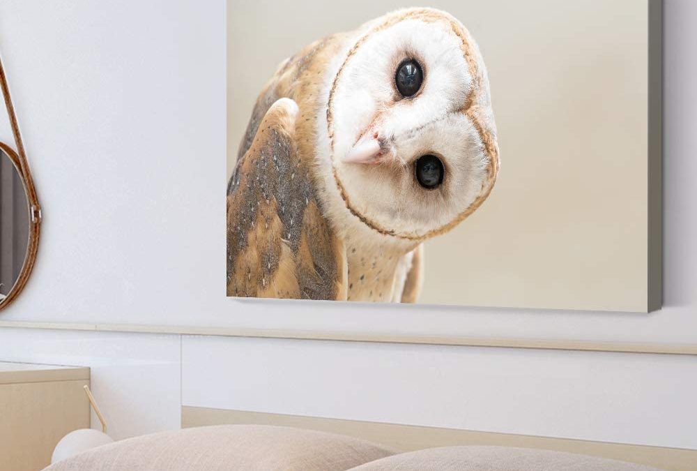 owl wall wart