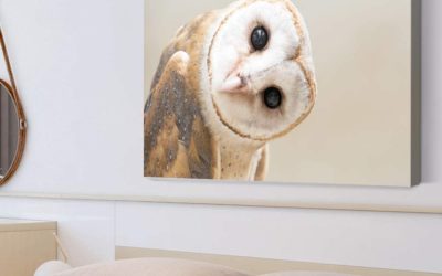 5 Owl Wall Art Facts You Need to Know!