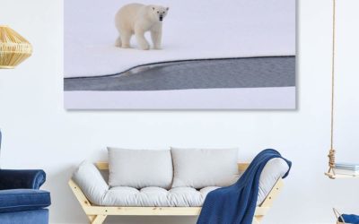 5 Polar Bear Wall Art Facts That You’ll Really Love!